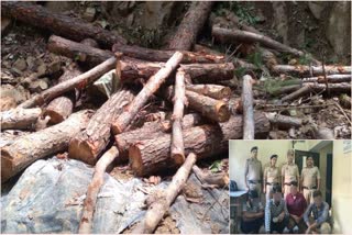 4 Arrested in Pine Trees Felling in Nahan