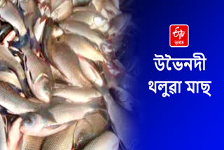 Fish production increased in Assam