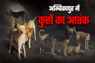 DOG BITE CASES INCREASED AMBIKAPUR