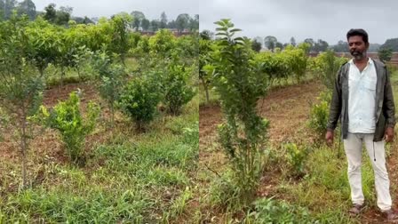 Apple cultivation being done in Netarhat of Latehar