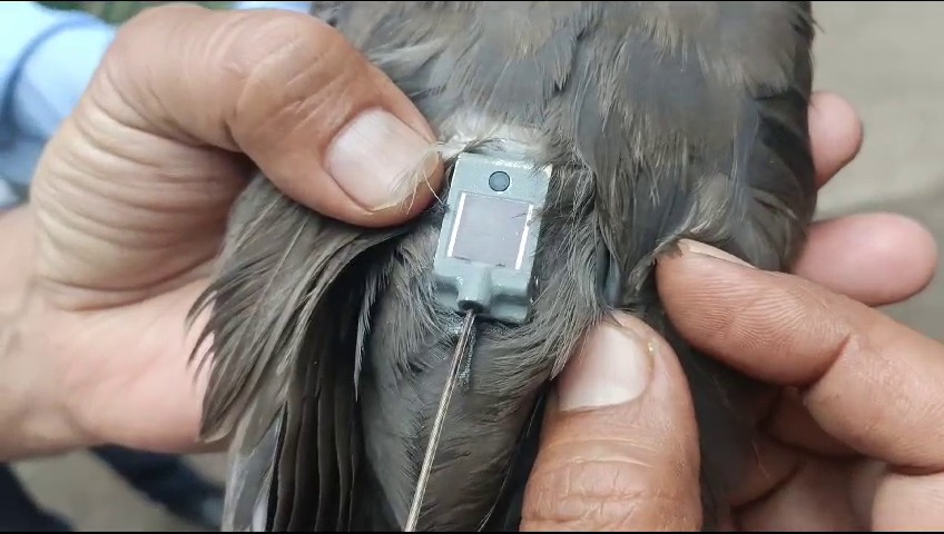 bird attach gps device under wing