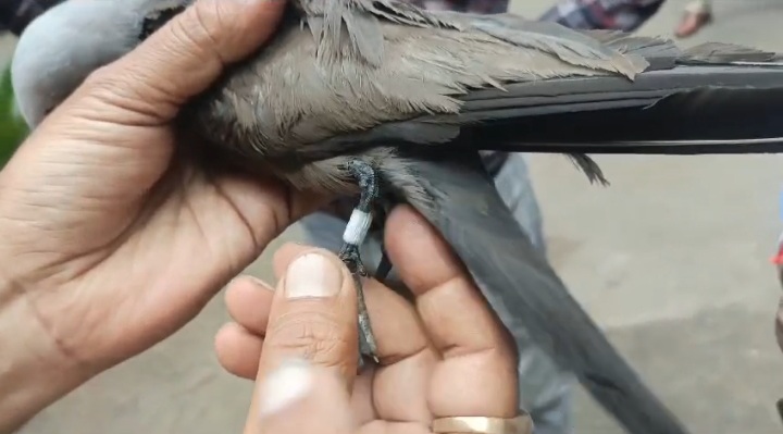 Tagging on bird feet