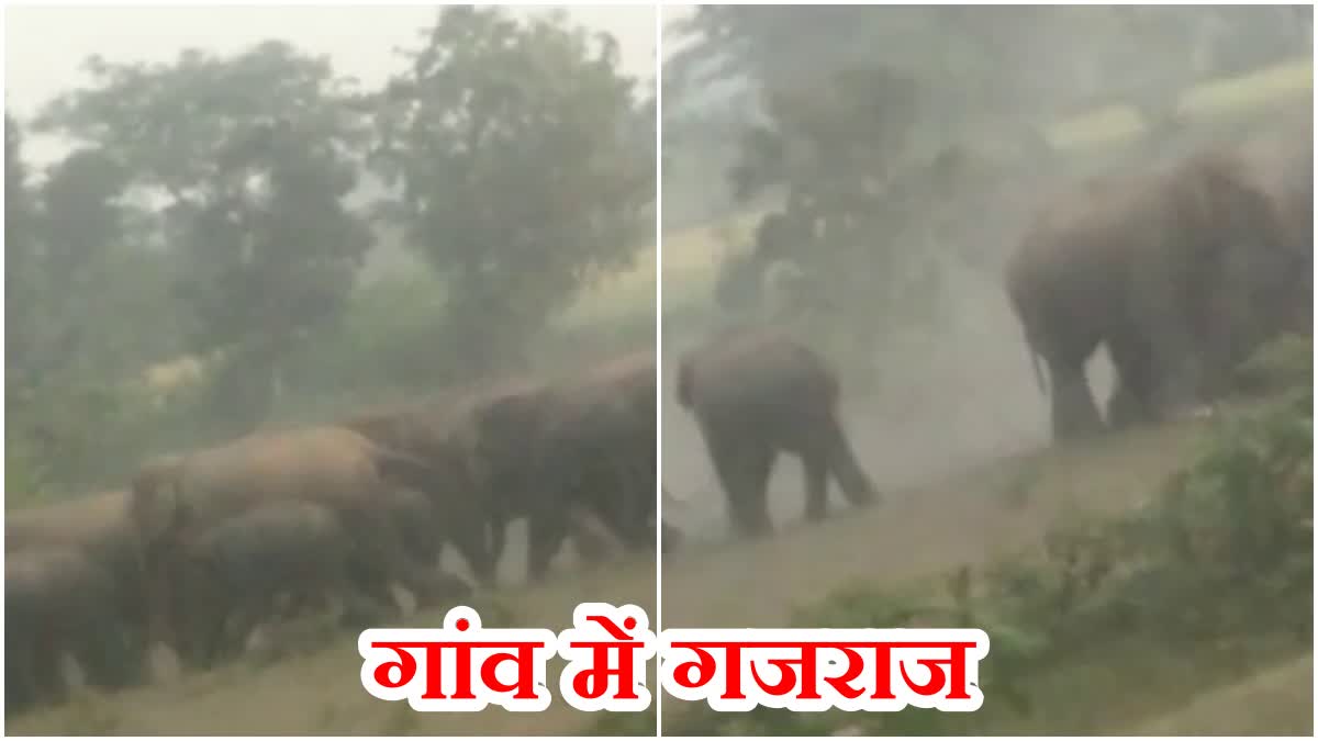 herd of wild elephants entered Tamar forest range in Khunti