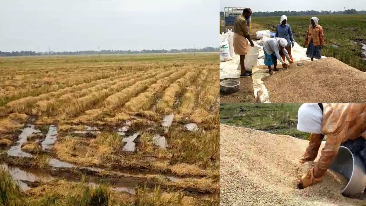 കുട്ടനാടൻ പാടശേഖരങ്ങളിൽ നെൽകൃഷി കനത്ത നഷ്ടമെന്ന് കർഷകർ  കാലാവസ്ഥ വിതച്ചത് കനത്ത നഷ്‌ടം  വിളകള്‍ക്കൊപ്പം ദുരിതമായി കളകളും  ആശങ്കപേറി കര്‍ഷകര്‍  ആശങ്കപേറി നെല്‍ കര്‍ഷകര്‍  നെല്‍ കര്‍ഷകര്‍ ആശങ്കയില്‍  വിളകള്‍ നശിച്ചു