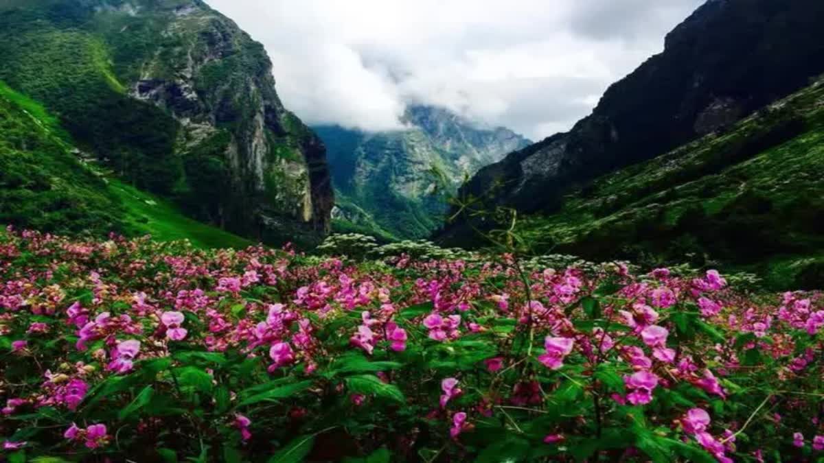 CHAMOLI Valley of Flowers