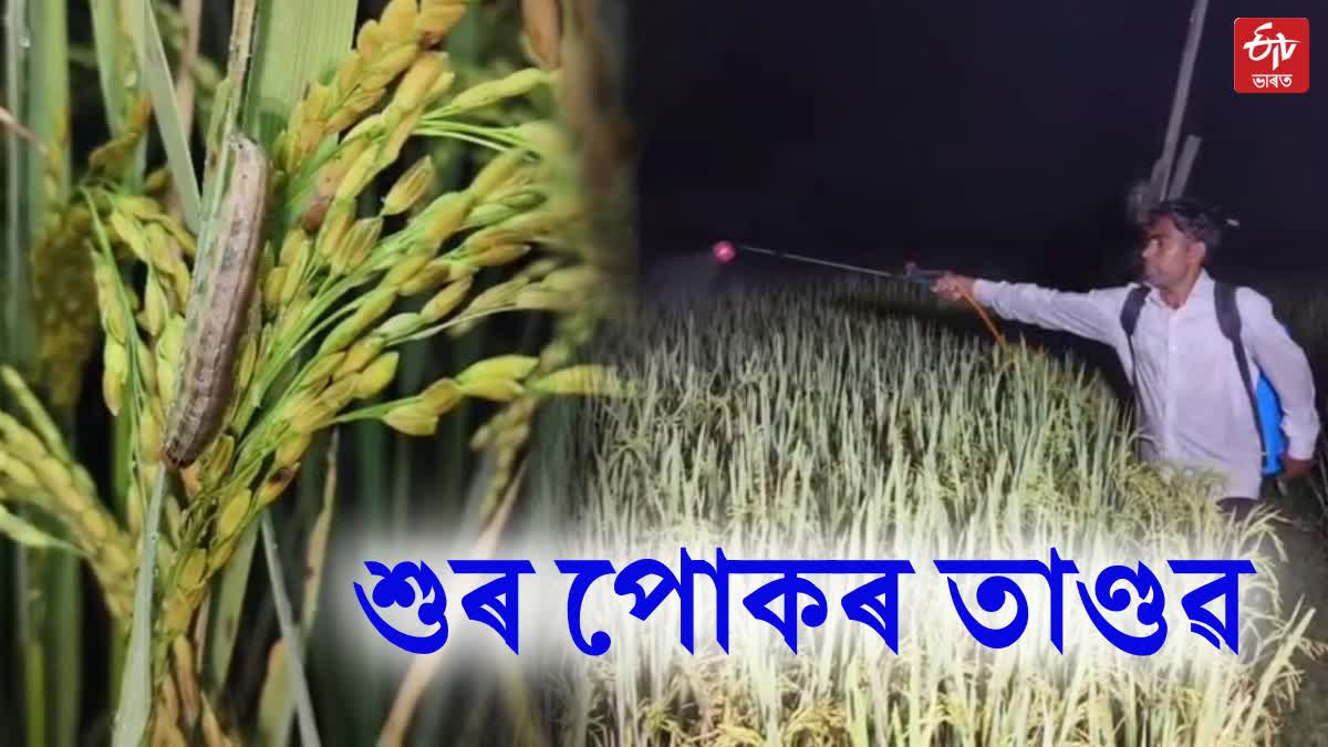 Army worm destroy paddy fields