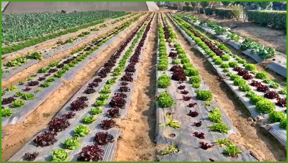 indo israel agro center in haryana