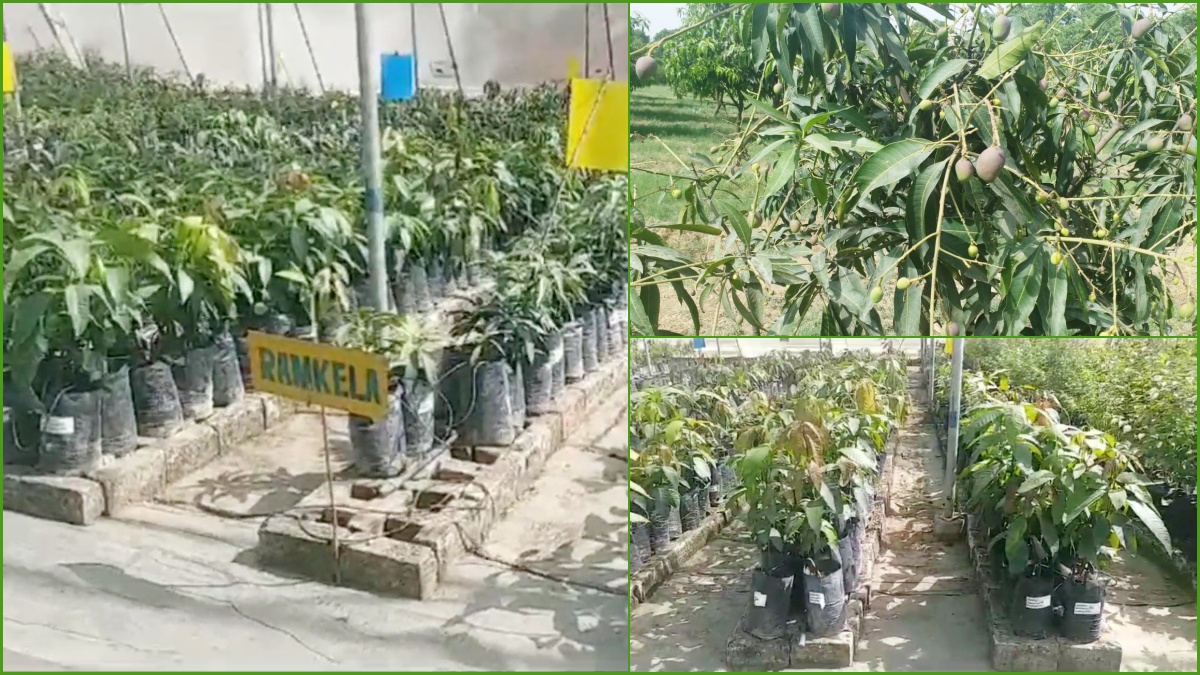 indo israel agro center in haryana