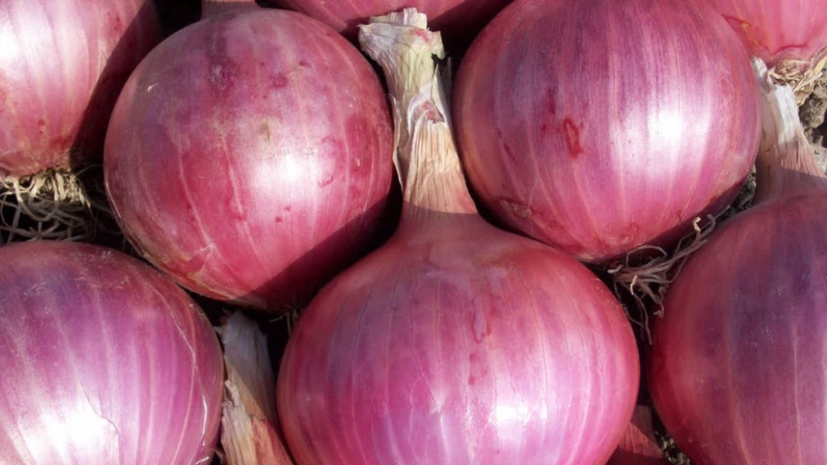 Onion Rates Increases