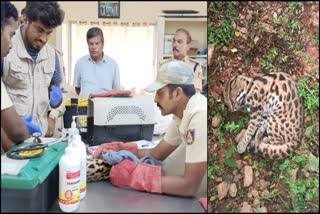 Rare Leopard Cat Rescue by Foresters