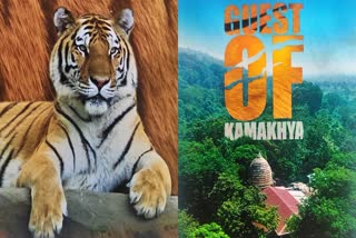 A Documentary on Tiger Released at Kaliabor