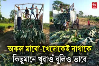 thengal kachari autonomous council titabor provides banana trees to gibon