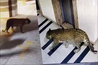 Leopard Roaming On Streets And Apartments At Bengaluru