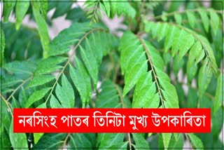 Curry leaves are very beneficial in diabetes and cholesterol, know how to use it