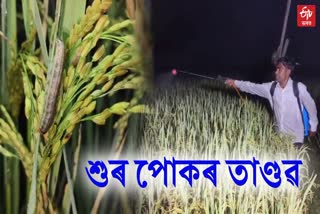 Army worm destroy paddy fields