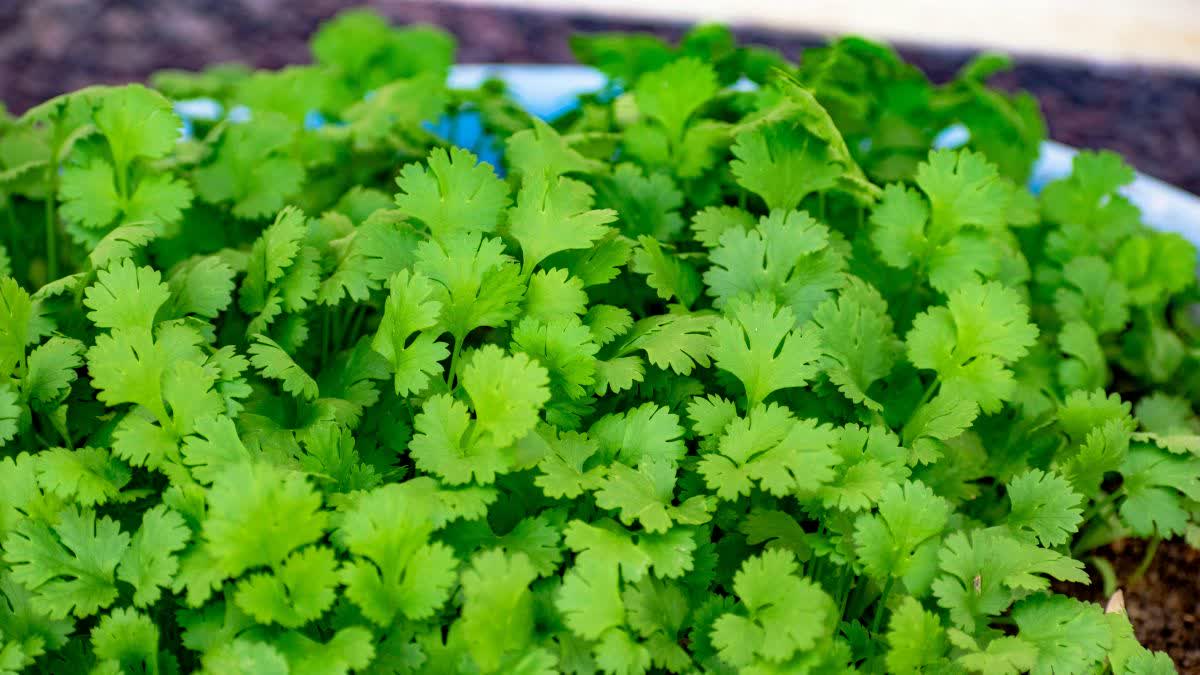 Coriander Juice