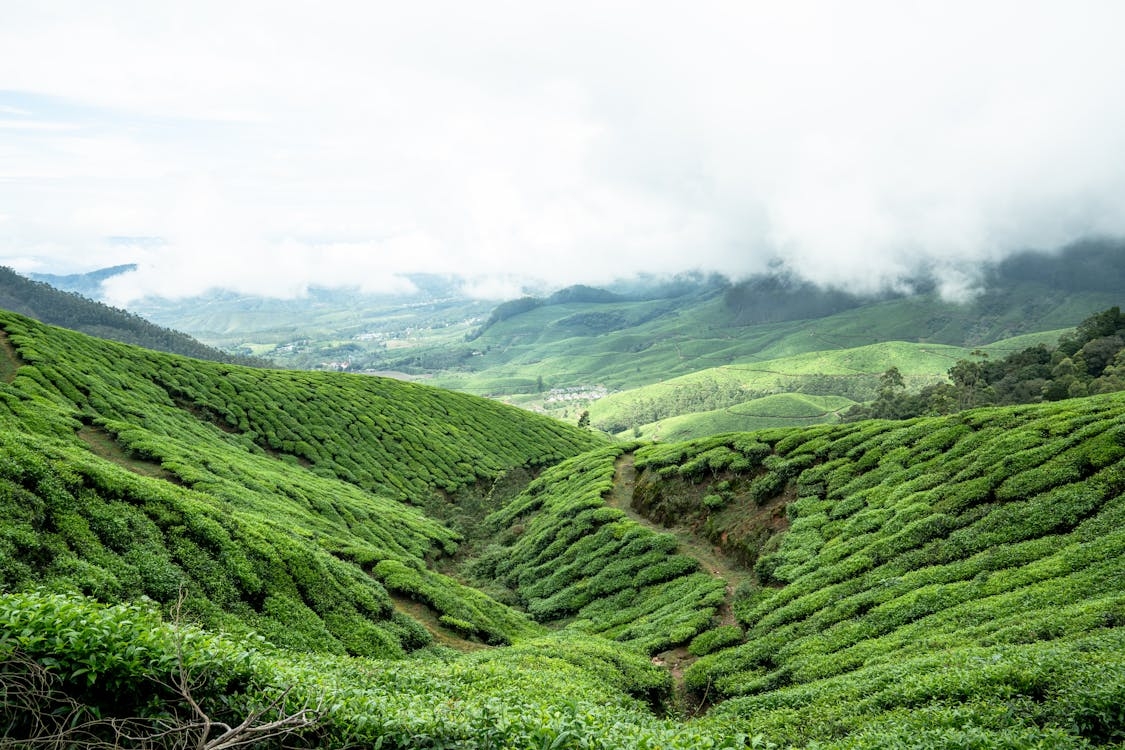 Munnar, Kerala