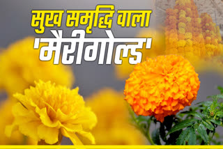 DIWALI MARIGOLD FLOWERS DEMAND