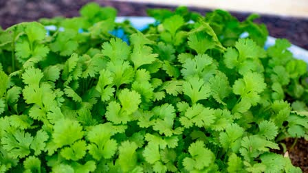 Coriander Juice