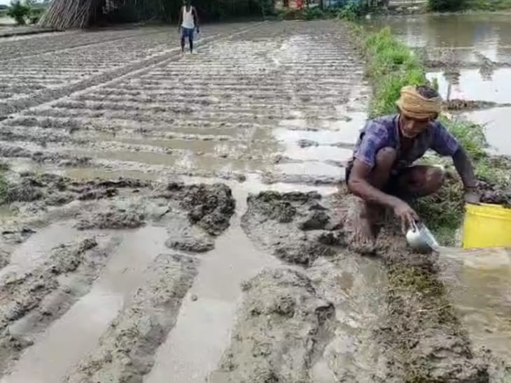 पूर्णिया में आलू की फसल को नुकसान