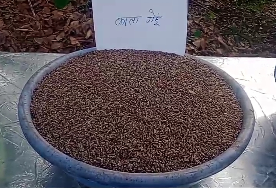 BLACK WHEAT BENEFICIAL FOR FARMERS