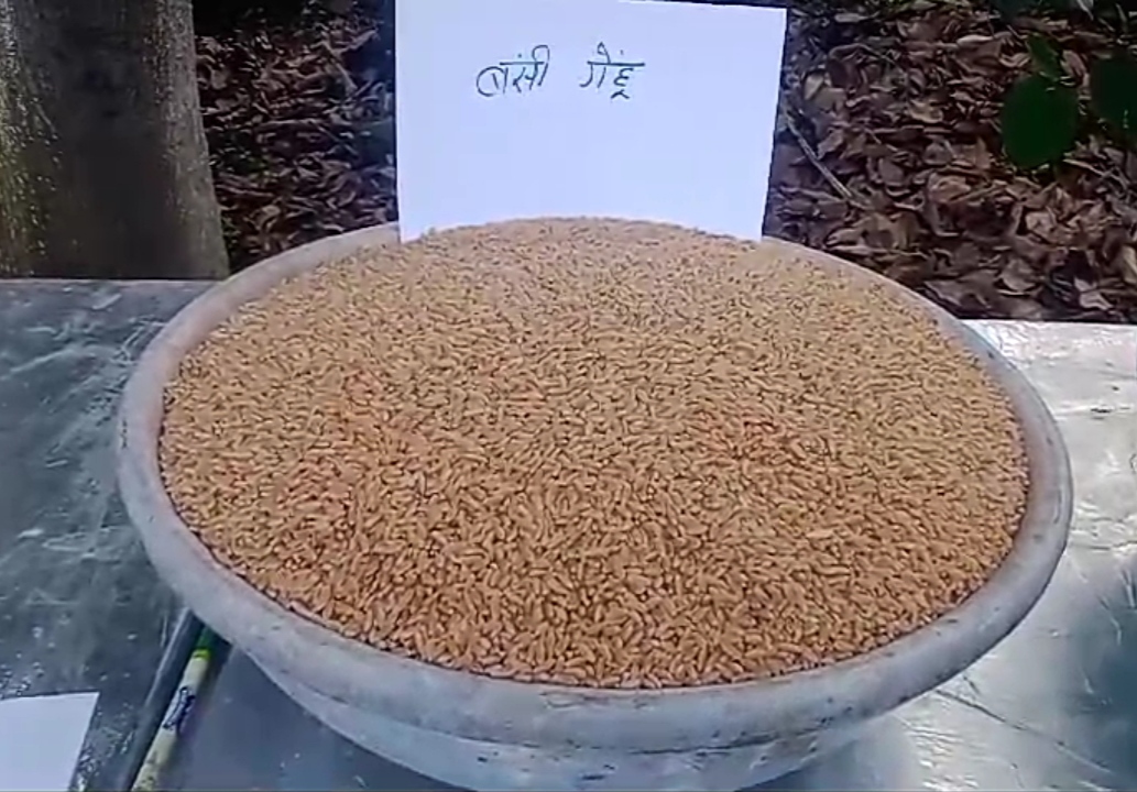 Bansi wheat will bring profit