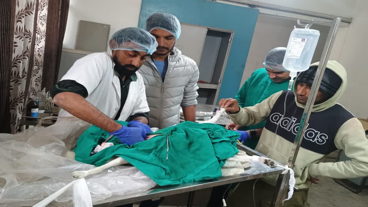 cold-effect-on-animals-animal-operation-bhiwani-animal-hospital-veterinary-polyclinic-bhiwani