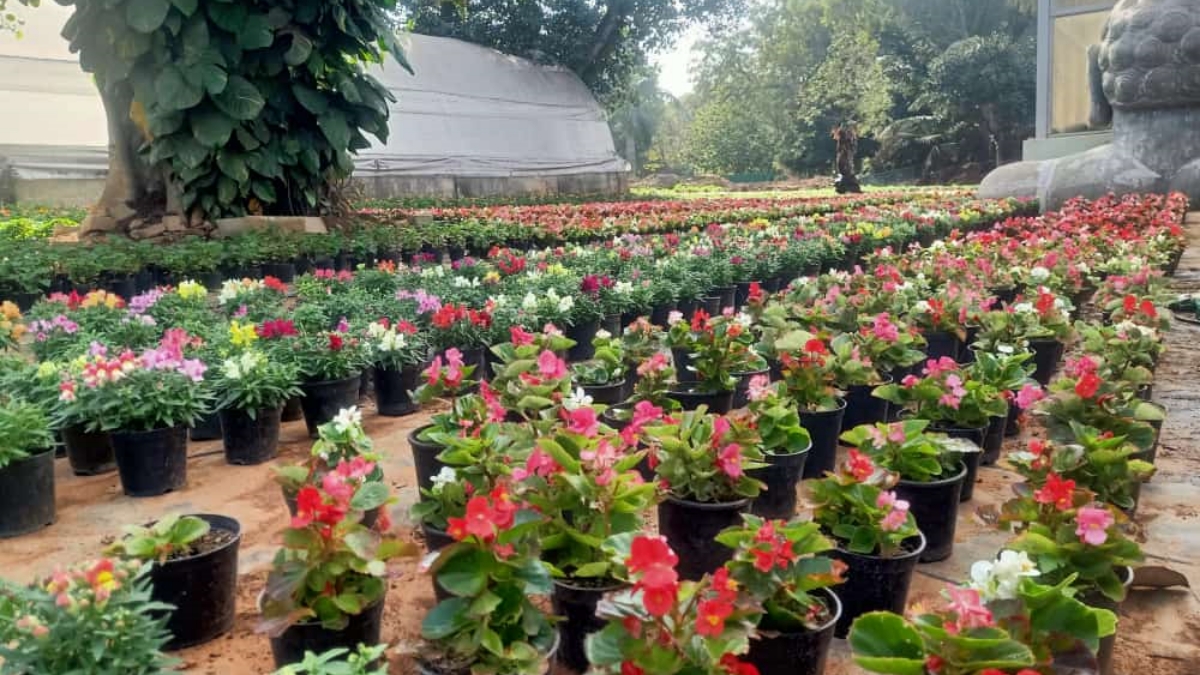 Preparation for flower Show