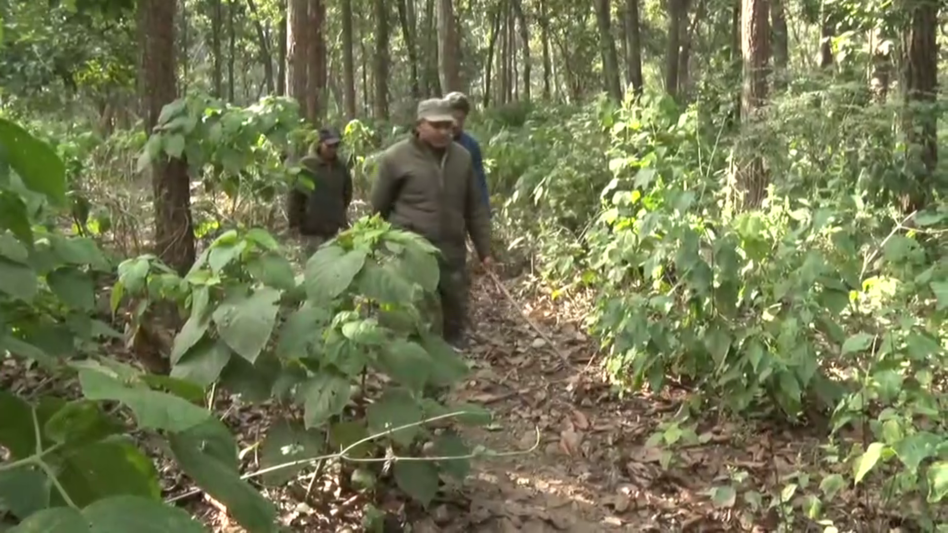 Rajaji National Park on occasion of New Year