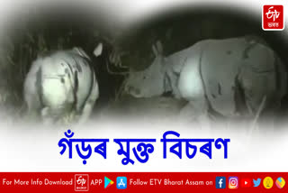 Free roaming of rhino in Majuli