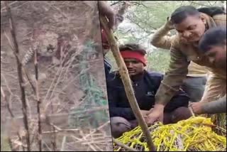 leopard Rescued after three and a half hour rescue operation