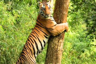 bandhavgarh tiger reserve