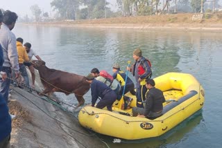 Dakpathar Cow Rescue