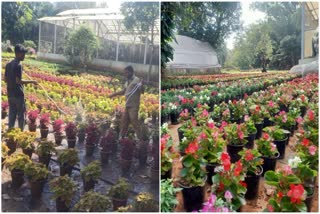 Preparation for flower Show