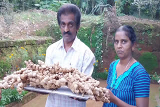 ഇഞ്ചി  Big ginger  ഇഞ്ചി കൃഷി  eight kg ginger