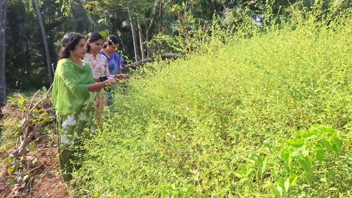 KURUNTHOTTI SIDA CORDIFOLIA  SIDA CORDIFOLIA FARMING PERUVAYAL  HOW TO CULTIVATE KURUNTHOTTI  BENEFITS OF KURUNTHOTTI