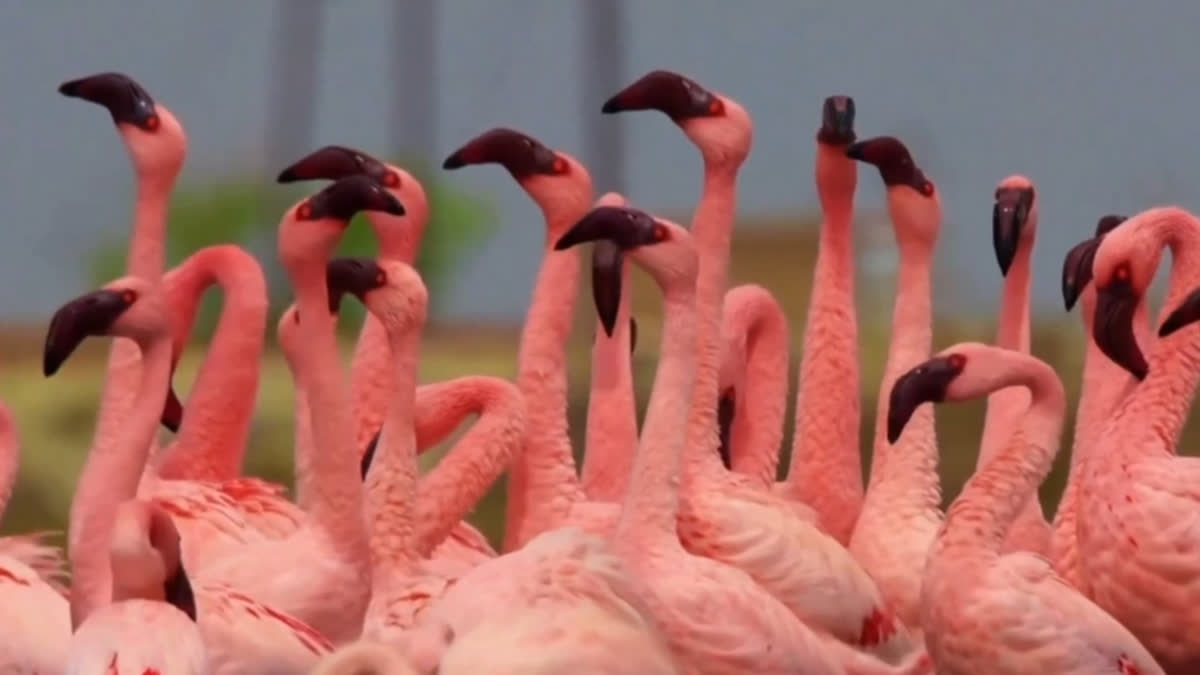 Winter Migratory Birds At Sambhar Lake, Rajasthan