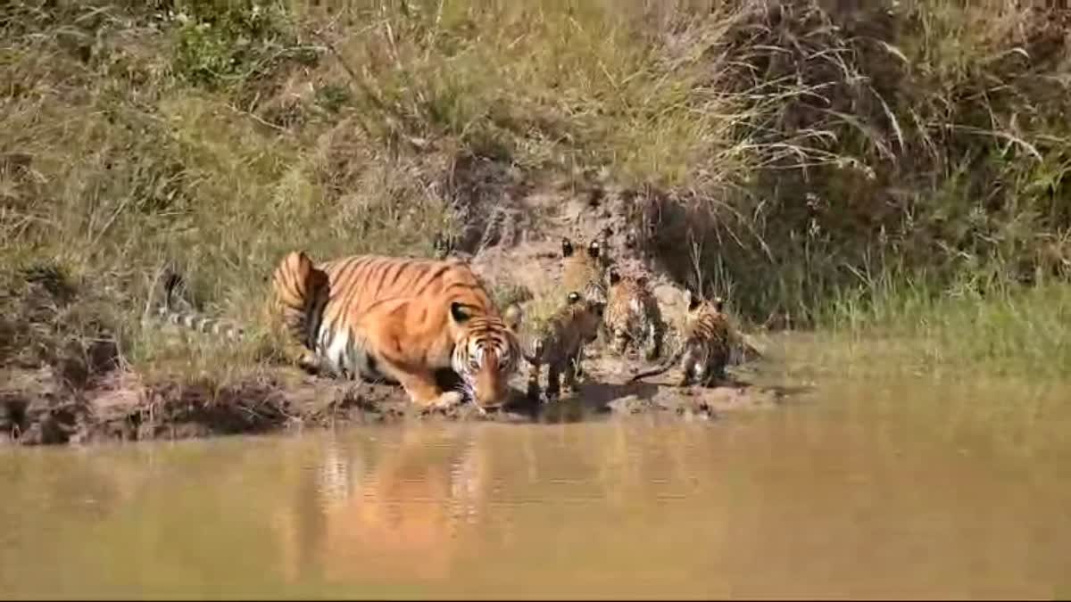 5-tigers-found-during-year-end-safari-in-bandipur