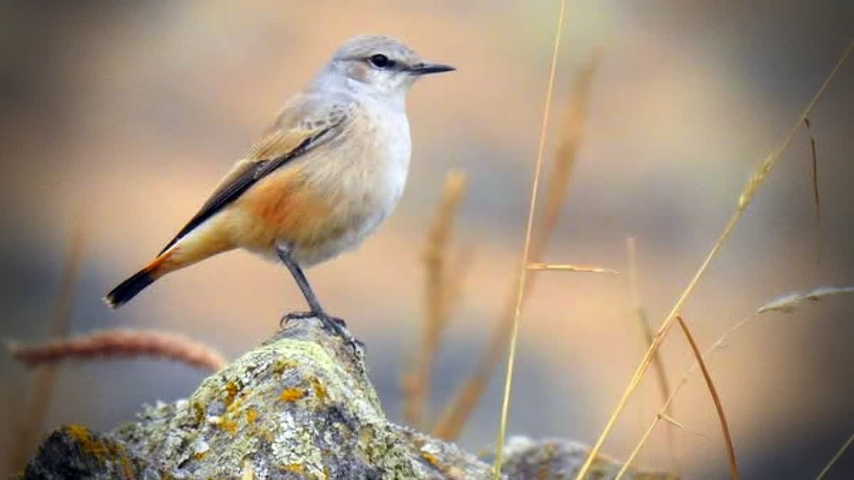 First Photographic Record Of Persian Wheatear In Kashmir