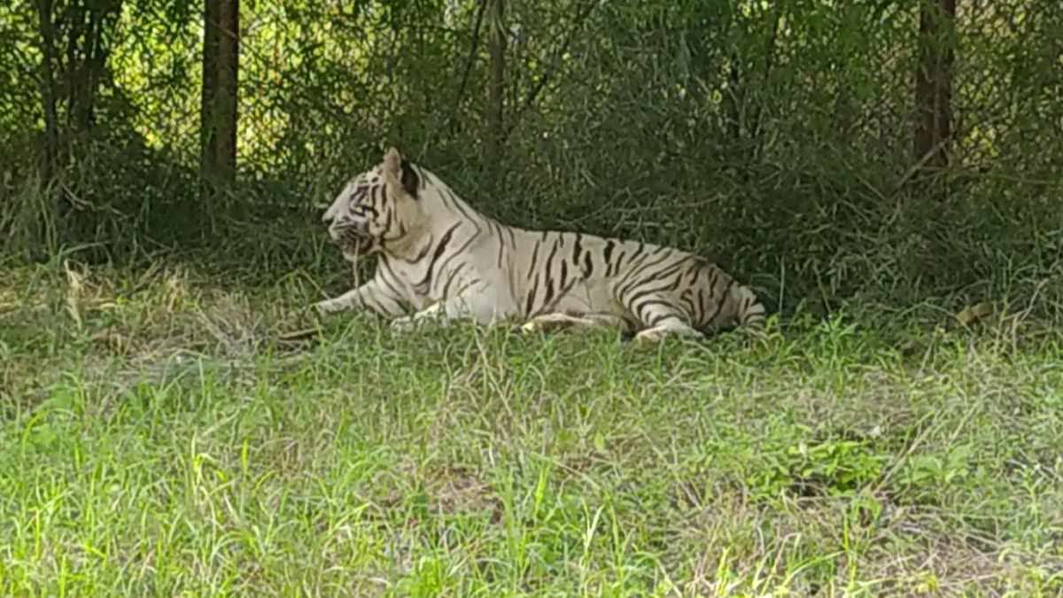 REWA WHITE TIGER SAFARI NEW YEAR