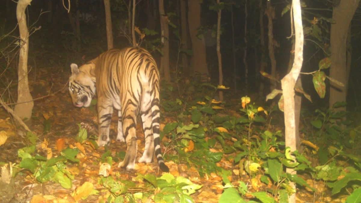 TIGERS IN FORESTS OF KHUNTI