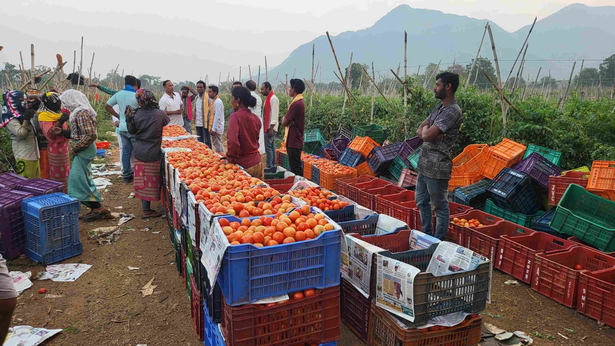 Of Chillies And Tomatoes: How Kalahandi Farmers Script A Green Revolution