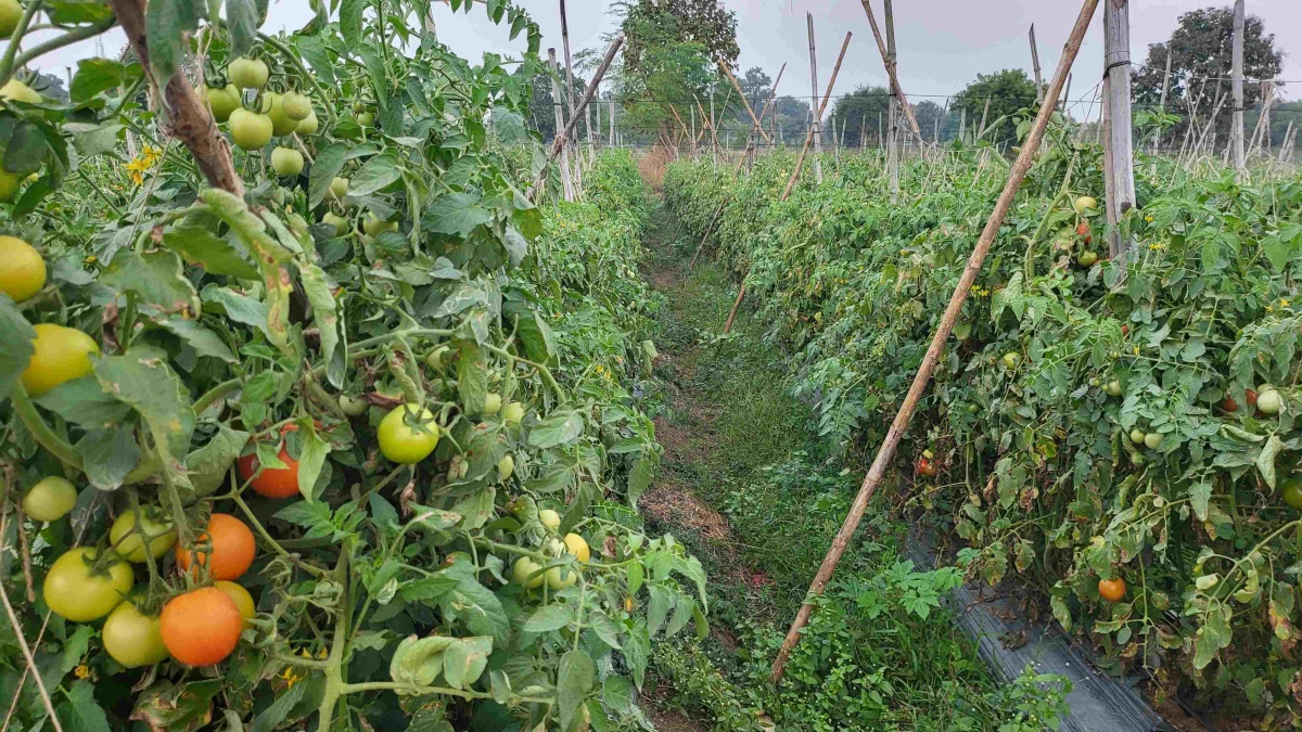 Of Chillies And Tomatoes: How Kalahandi Farmers Script A Green Revolution