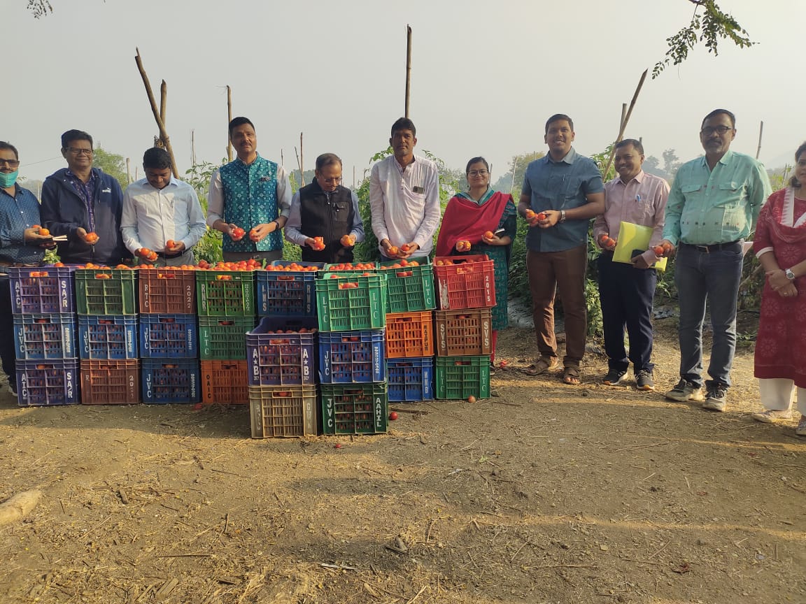 Of Chillies And Tomatoes: How Kalahandi Farmers Script A Green Revolution