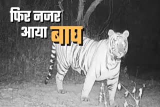 लखनऊ के रहमान खेड़ा जंगल में कैमरे में कैद हुआ बाघ.