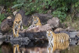 PANNA TIGER RESERVE NEW YEAR