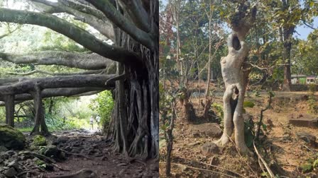 PATALKOT forest GHOST TREE