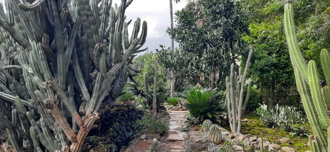 Forest Department Ratlam cactus garden