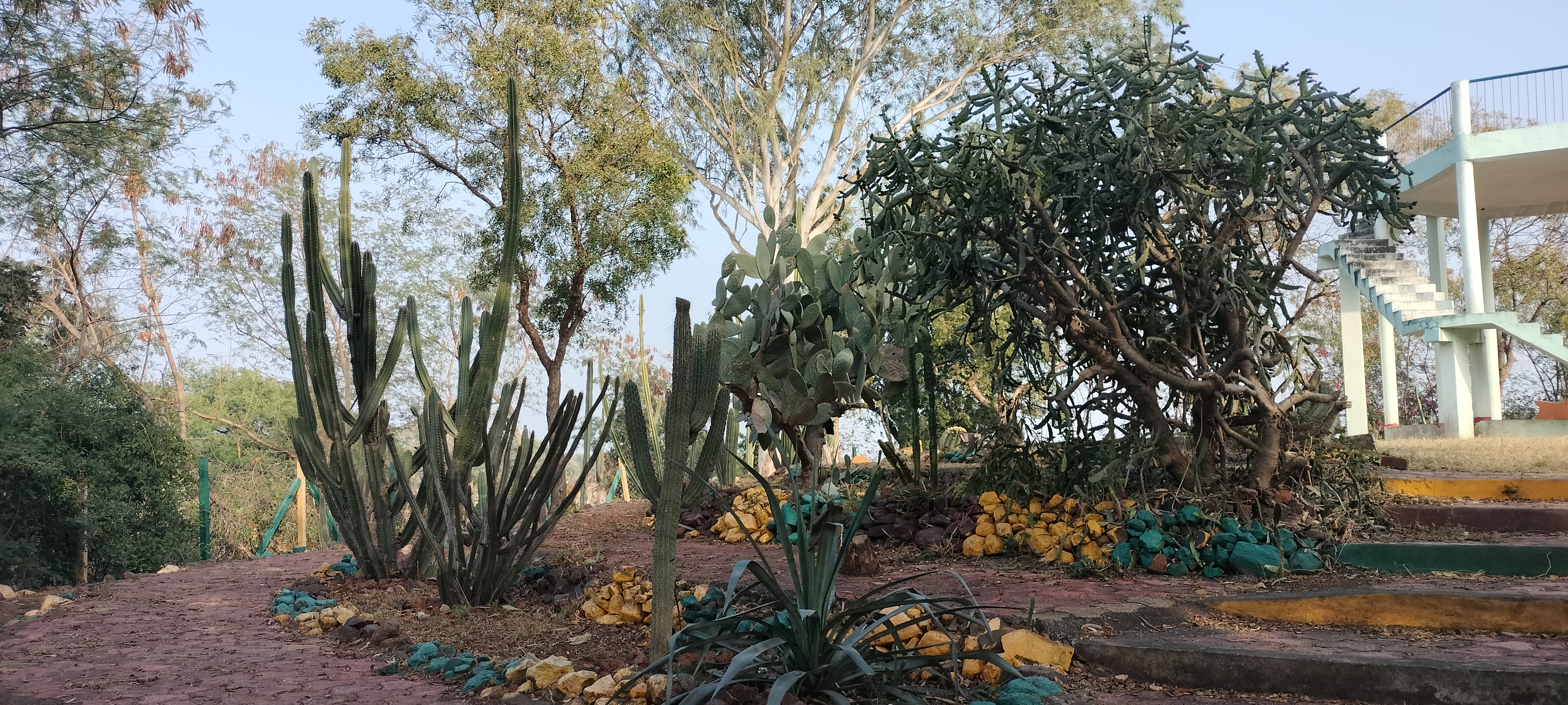 RATLAM SAILANA CACTUS GARDEN