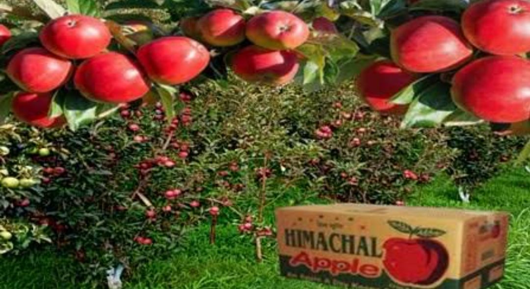 Himachal Apple